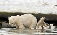 TopRq.com search results: polar bear cub slipped into the icy water