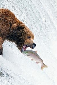 Fauna & Flora: bears fishing for salmon