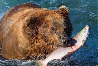 Fauna & Flora: bears fishing for salmon