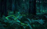 Fauna & Flora: fireflies in the night
