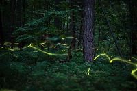 TopRq.com search results: fireflies in the night