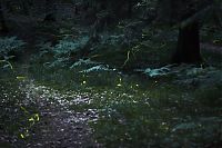 Fauna & Flora: fireflies in the night