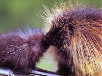 Fauna & Flora: baby porcupine