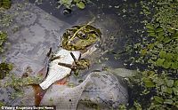 Fauna & Flora: frog eats a fish
