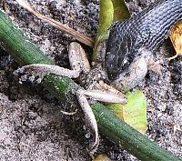 Fauna & Flora: toad escapes a snake
