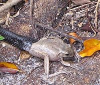 Fauna & Flora: toad escapes a snake