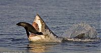 Fauna & Flora: smart seal escapes shark's jaws of death