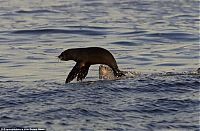 Fauna & Flora: smart seal escapes shark's jaws of death