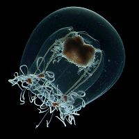 Fauna & Flora: underwater creature