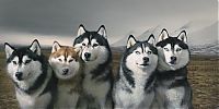 TopRq.com search results: Portraits of dogs by Tim Flach