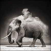 Fauna & Flora: Black and white wildlife photography by Nick Brandt