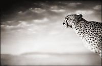 Fauna & Flora: Black and white wildlife photography by Nick Brandt