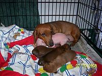 TopRq.com search results: dachshund adopts a little pig