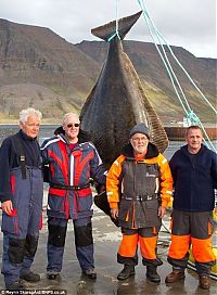 Fauna & Flora: Giant halibut, Iceland's Western Fjords