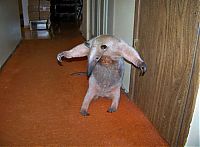 TopRq.com search results: anteater pet