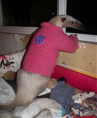 TopRq.com search results: anteater pet