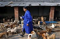 TopRq.com search results: Ha Wenjin, animal shelter for 1,500 dogs and 200 cats