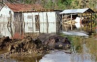 Fauna & Flora: Nikica hippo escape, Montenegro