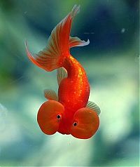 Fauna & Flora: bubble eye goldfish