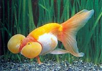 TopRq.com search results: bubble eye goldfish