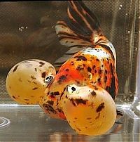 Fauna & Flora: bubble eye goldfish