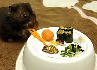 TopRq.com search results: sushi for my little hamster