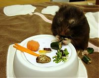 TopRq.com search results: sushi for my little hamster