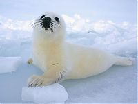 Fauna & Flora: baby seal