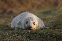 Fauna & Flora: baby seal