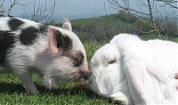 TopRq.com search results: miniature pig and a rabbit