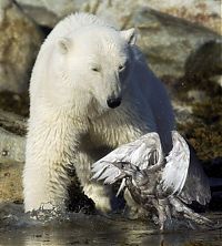 Fauna & Flora: polar bear against seagull
