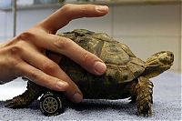 Fauna & Flora: turtle with a wheelchair