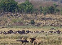 TopRq.com search results: little brave wildebeest