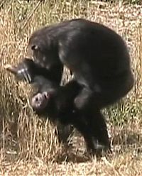 Fauna & Flora: chimpanzees mother mourning her dead child