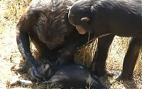 Fauna & Flora: chimpanzees mother mourning her dead child