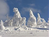 Fauna & Flora: snow monsters, juhyou, frost-covered trees