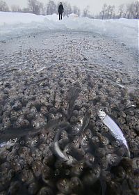 Fauna & Flora: Fish tries to get oxygen, St. Petersburg, Russia