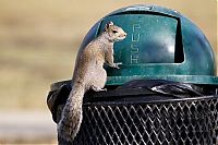 Fauna & Flora: squirrel eating from park trash can