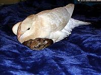 Fauna & Flora: turtle dove takes care of baby rabbits