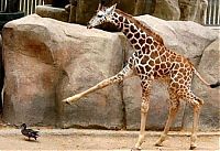Fauna & Flora: angry giraffe