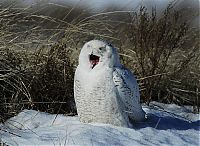 TopRq.com search results: laughing owl