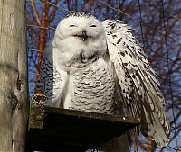 TopRq.com search results: laughing owl
