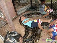 Fauna & Flora: child playing with a large snake
