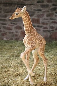 TopRq.com search results: baby giraffe