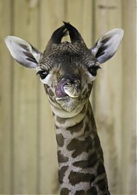 TopRq.com search results: baby giraffe