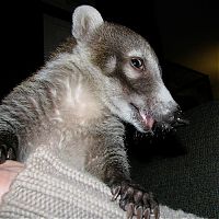 TopRq.com search results: coatis baby, snookum bear