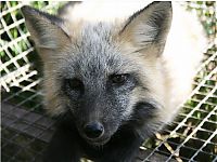 TopRq.com search results: domesticated silver fox