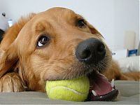 Fauna & Flora: dogs with tennis balls