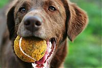 TopRq.com search results: dogs with tennis balls