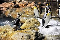 Fauna & Flora: Belle, featherless Humboldt Penguin, Singapore Bird Park